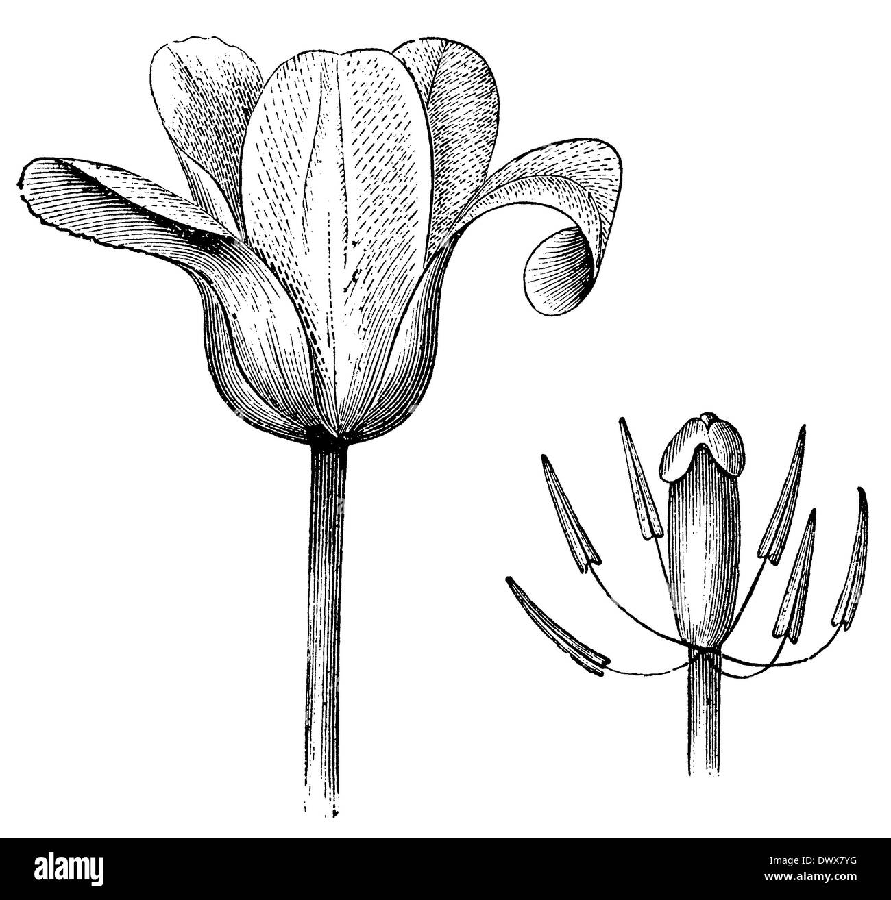 Tulipe jardin Banque D'Images