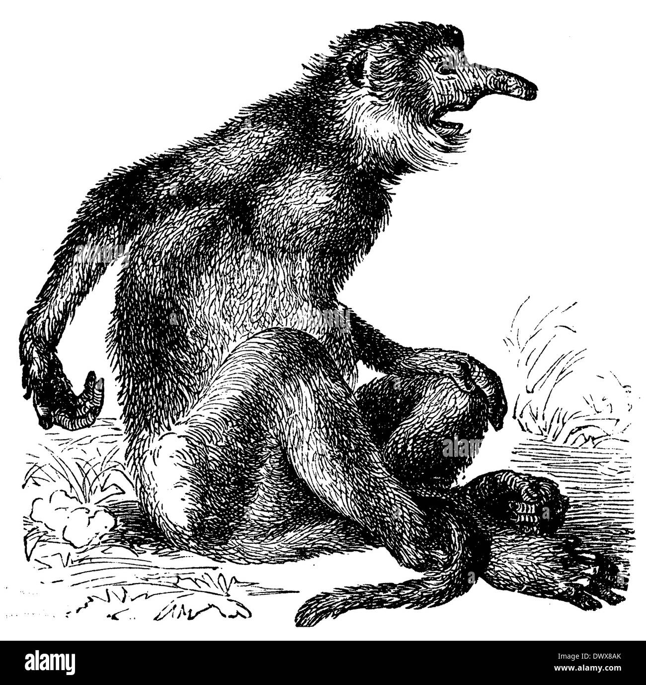 Proboscis Monkey, singe, bec long Nasalis larvatus Banque D'Images