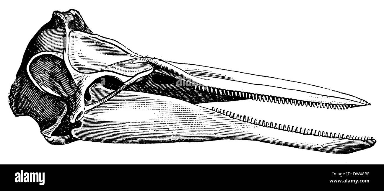 Delfin : crâne Banque D'Images