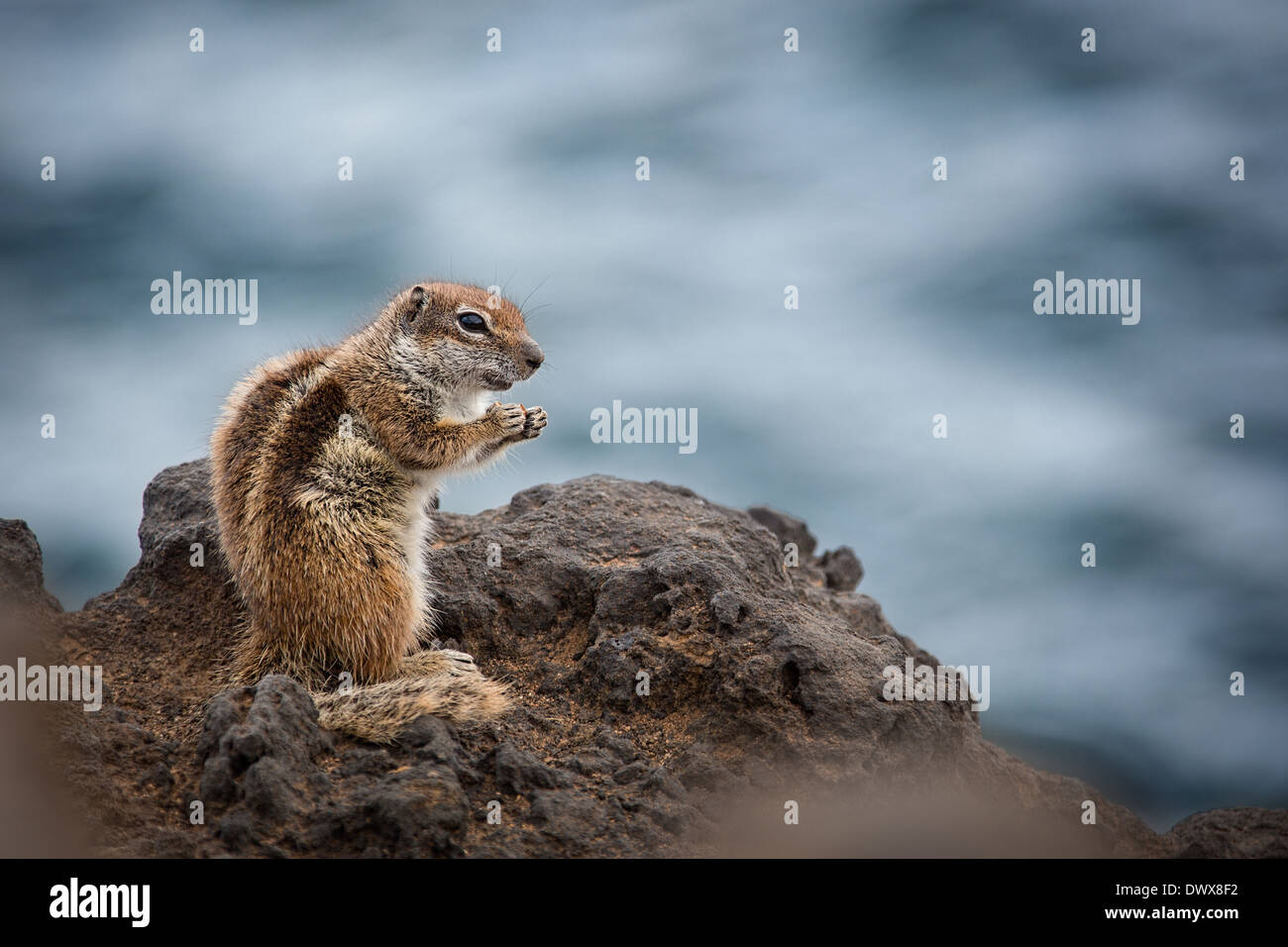 Les écrous manger Chipmunk Banque D'Images