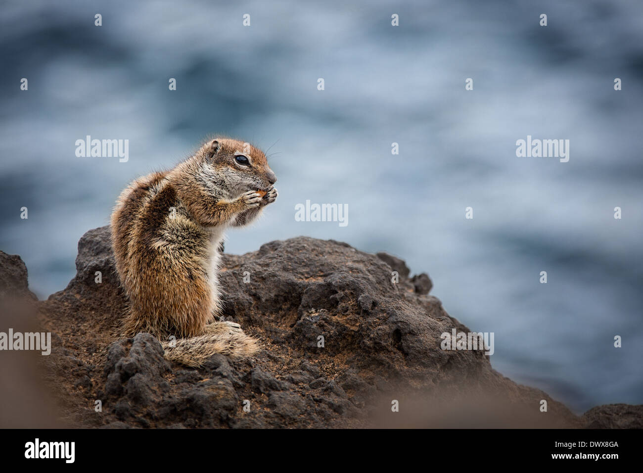 Manger avec écrous Chipmunk la mer en arrière-plan Banque D'Images