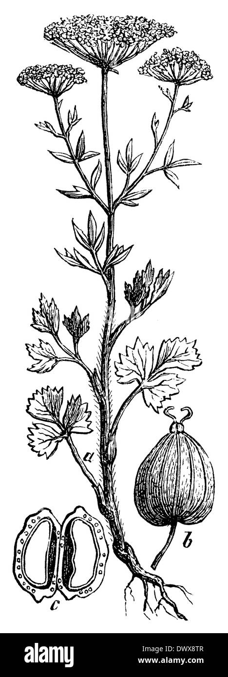 Anis, anis Banque D'Images