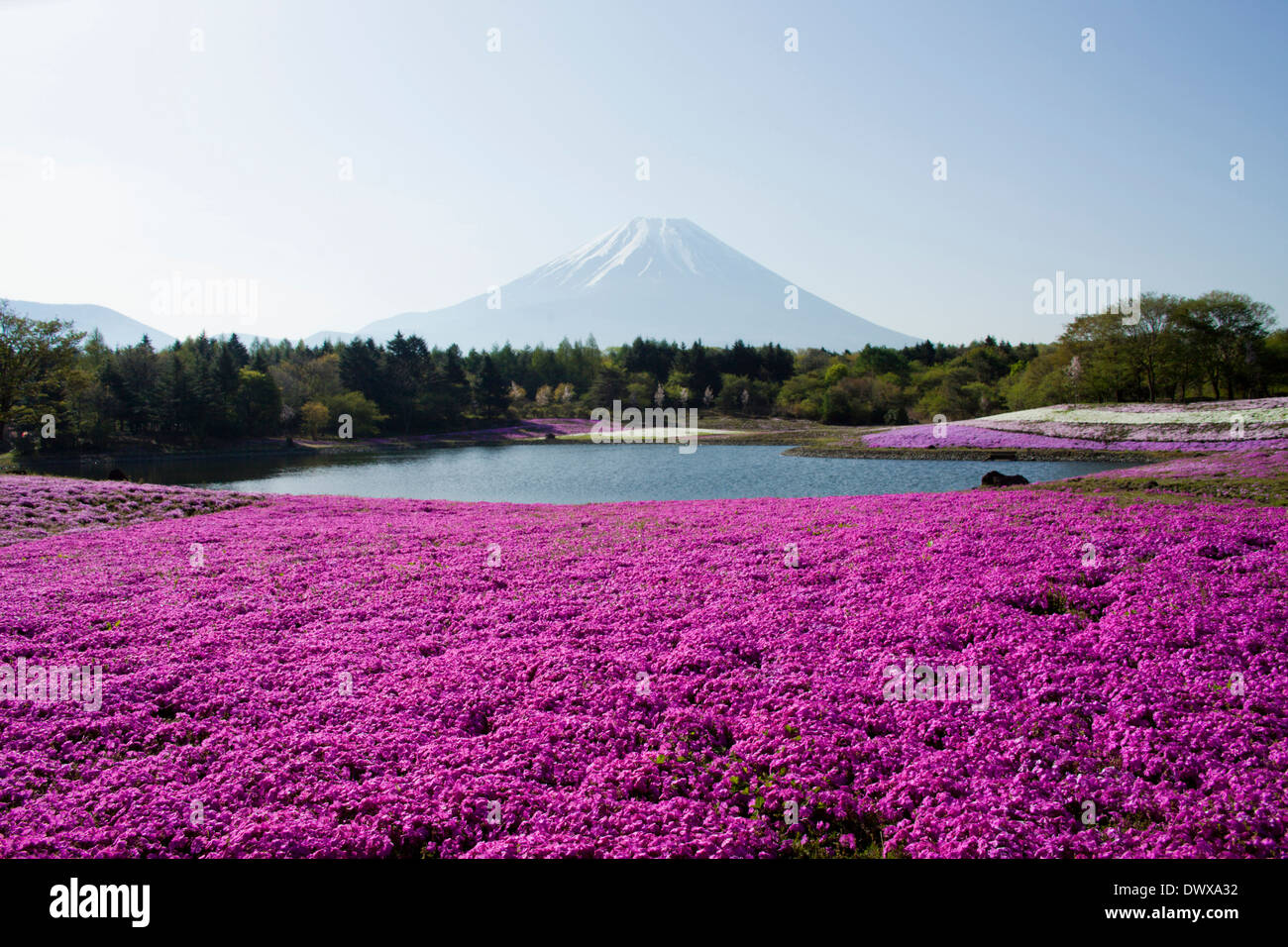 Moss Phlox champ et Mt. Fuji, Yamanashi, Japon Banque D'Images