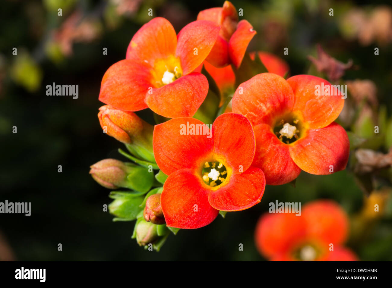 Close up de macro fleurs Kalanchoe blossfeldiana orange Banque D'Images