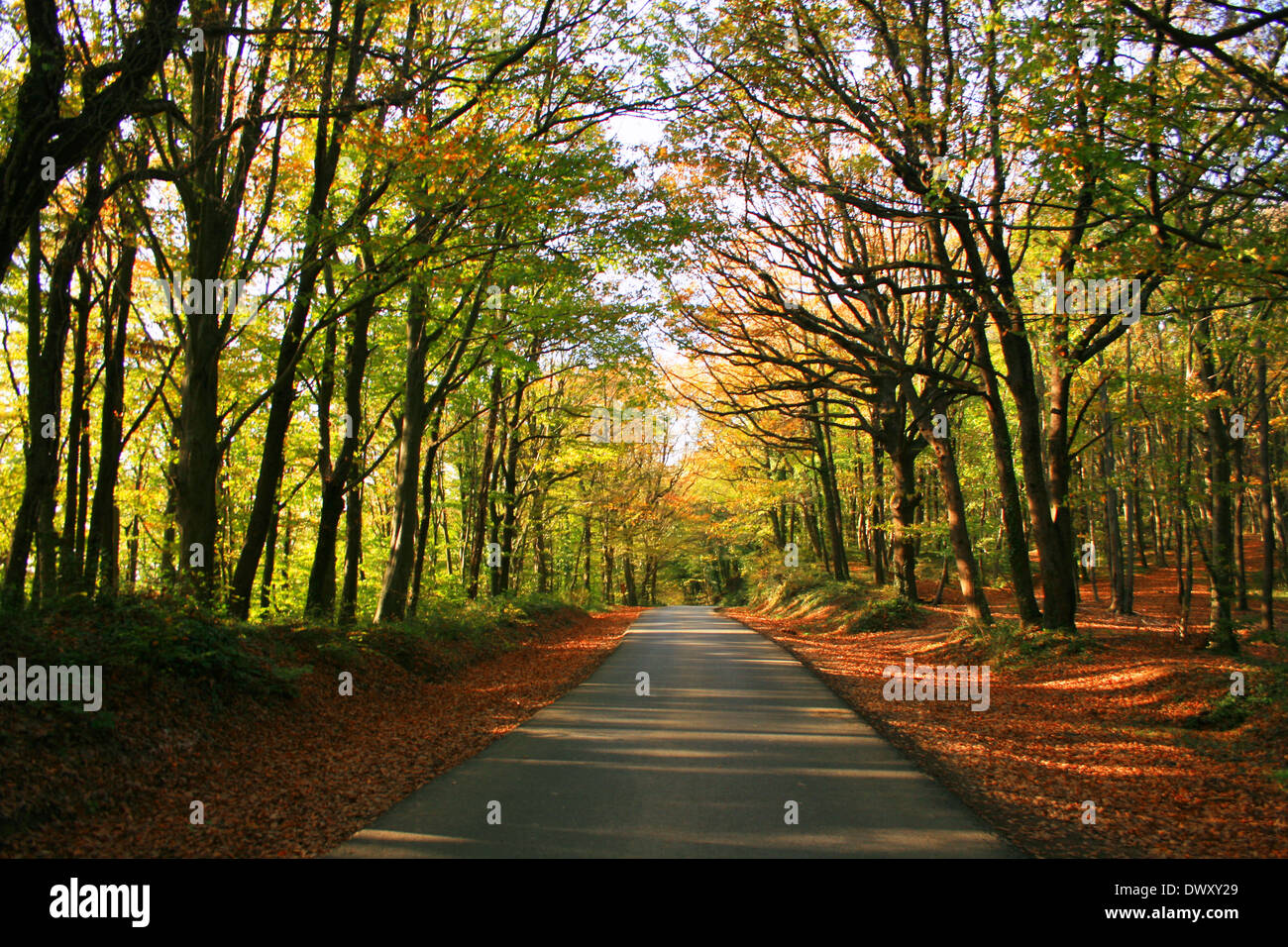 Forêt de Belgrade en automne ,Istanbul,Turquie Banque D'Images
