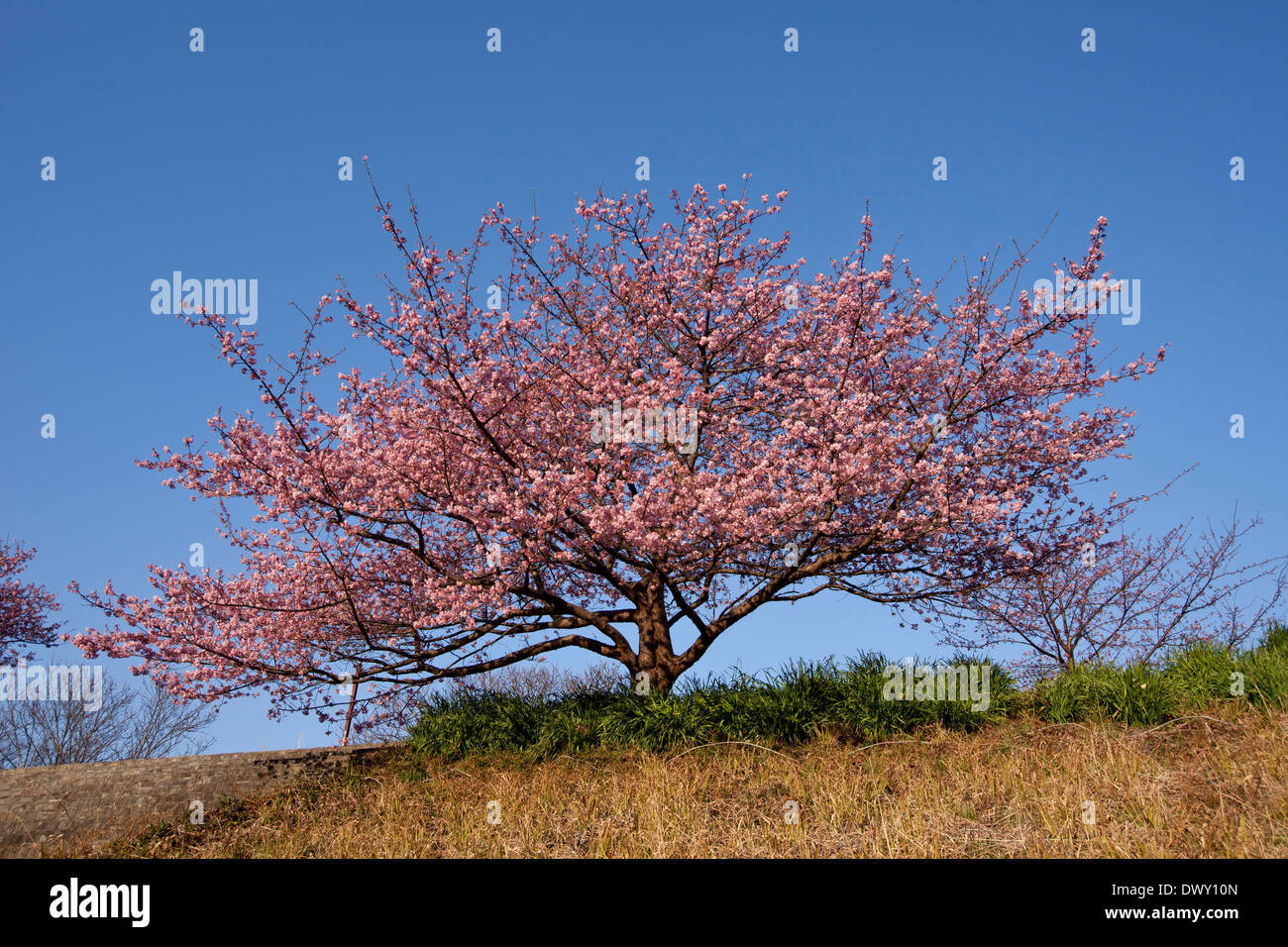 Les fleurs de cerisier dans Minami Izu, Shizuoka, Japon Banque D'Images
