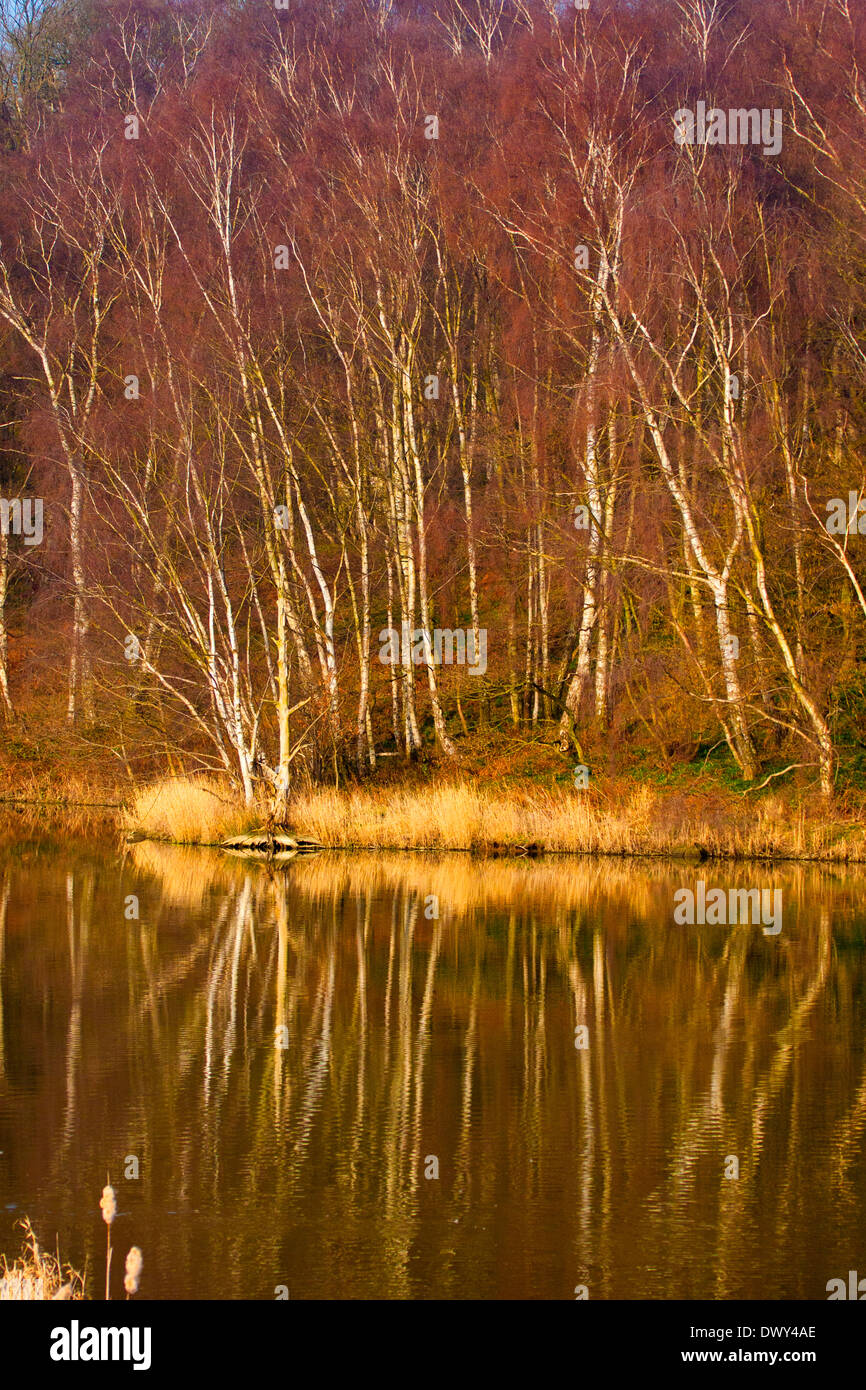 Silver Birch trees in spring à Staunton Harold Derbyshire UK Réservoir montrant un reflet Banque D'Images