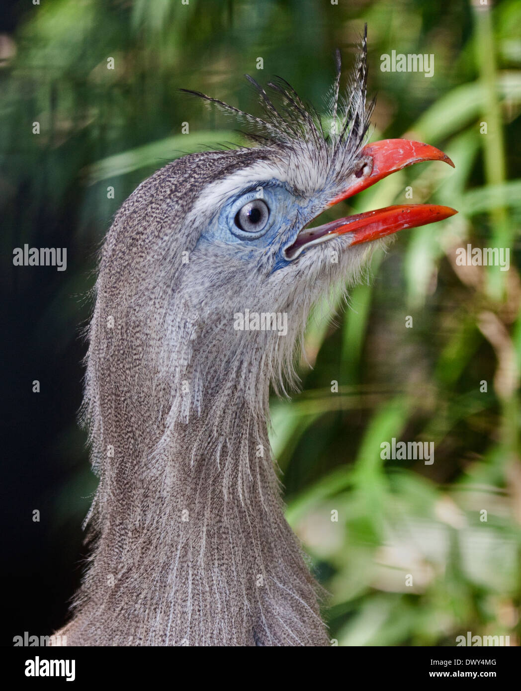 Pattes rouge Seriema (cariama cristata) Banque D'Images