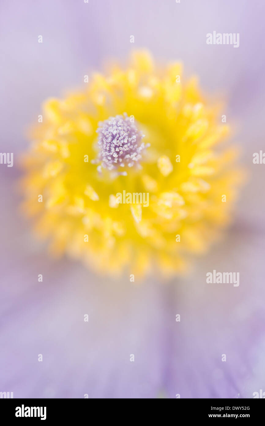 Stamp et organes de fructification de l'anémone pulsatille. Voir à l'intérieur de la fleur. - 2012 Banque D'Images