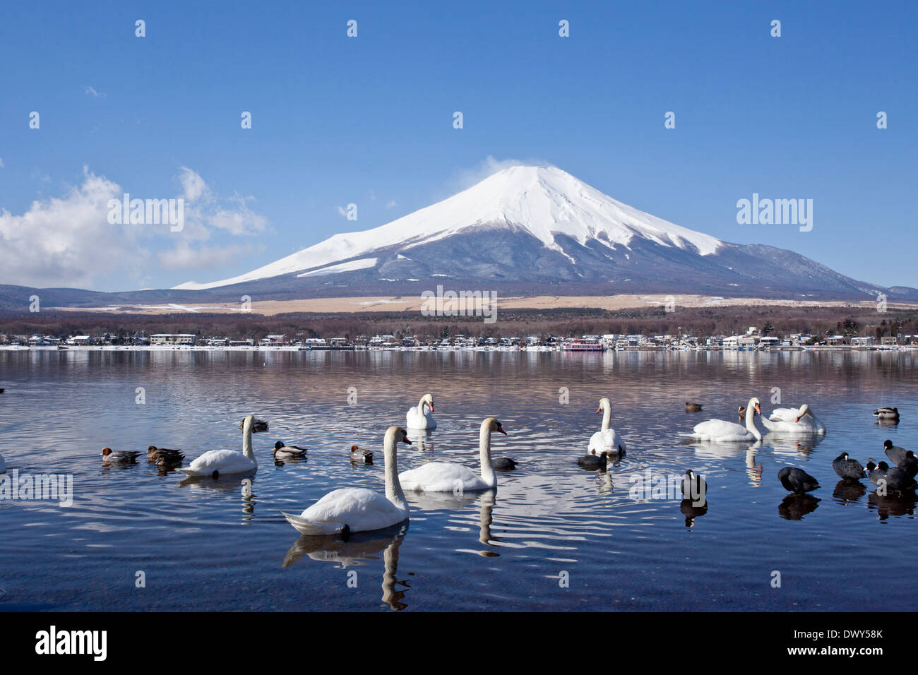 Les Cygnes dans le lac Yamanaka au Japon Banque D'Images