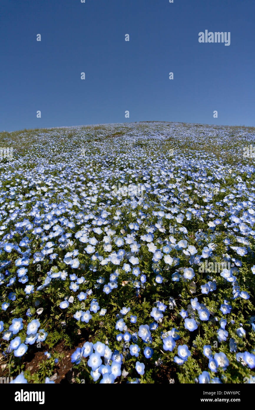 Les yeux bleus de bébé Banque D'Images