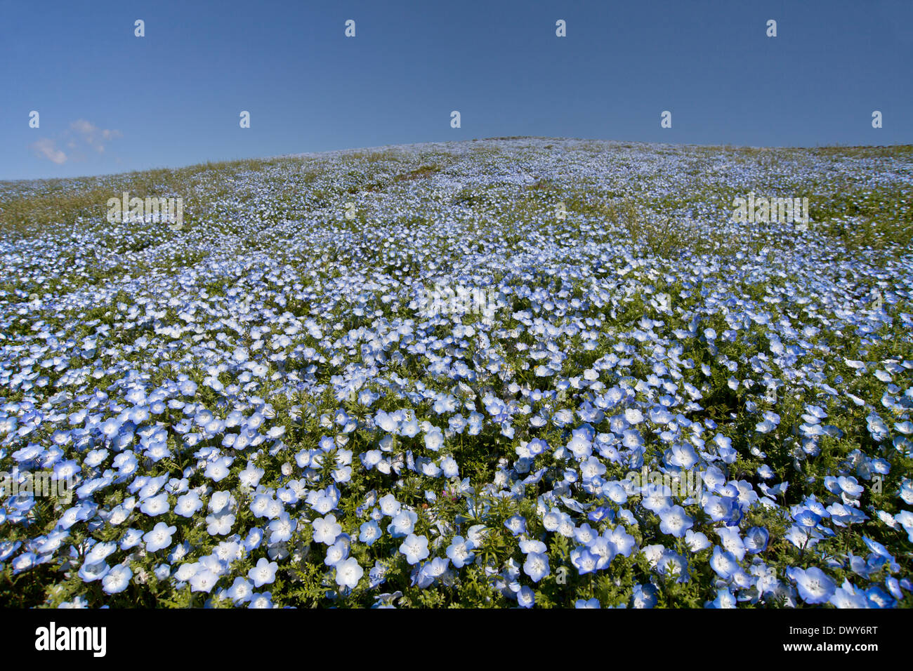 Les yeux bleus de bébé Banque D'Images