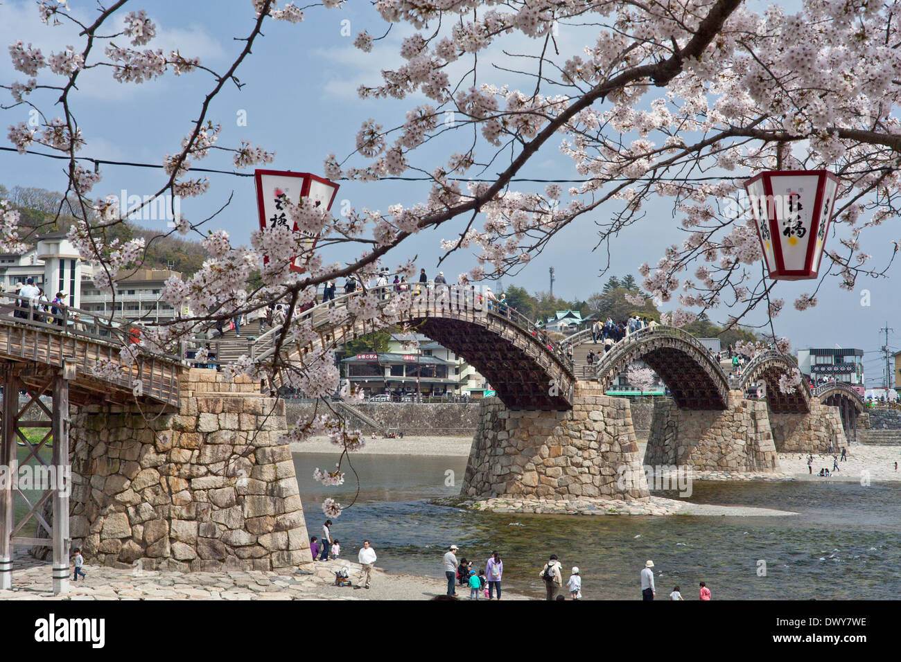 Kintai Bridge et fleurs de cerisier, Yamaguchi Prefecture, Japan Banque D'Images