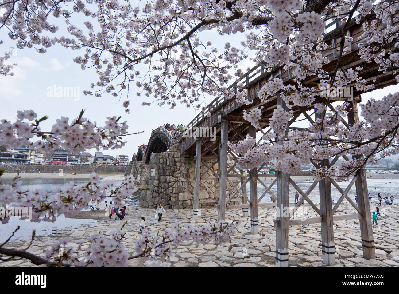 Kintai Bridge et fleurs de cerisier, Yamaguchi Prefecture, Japan Banque D'Images