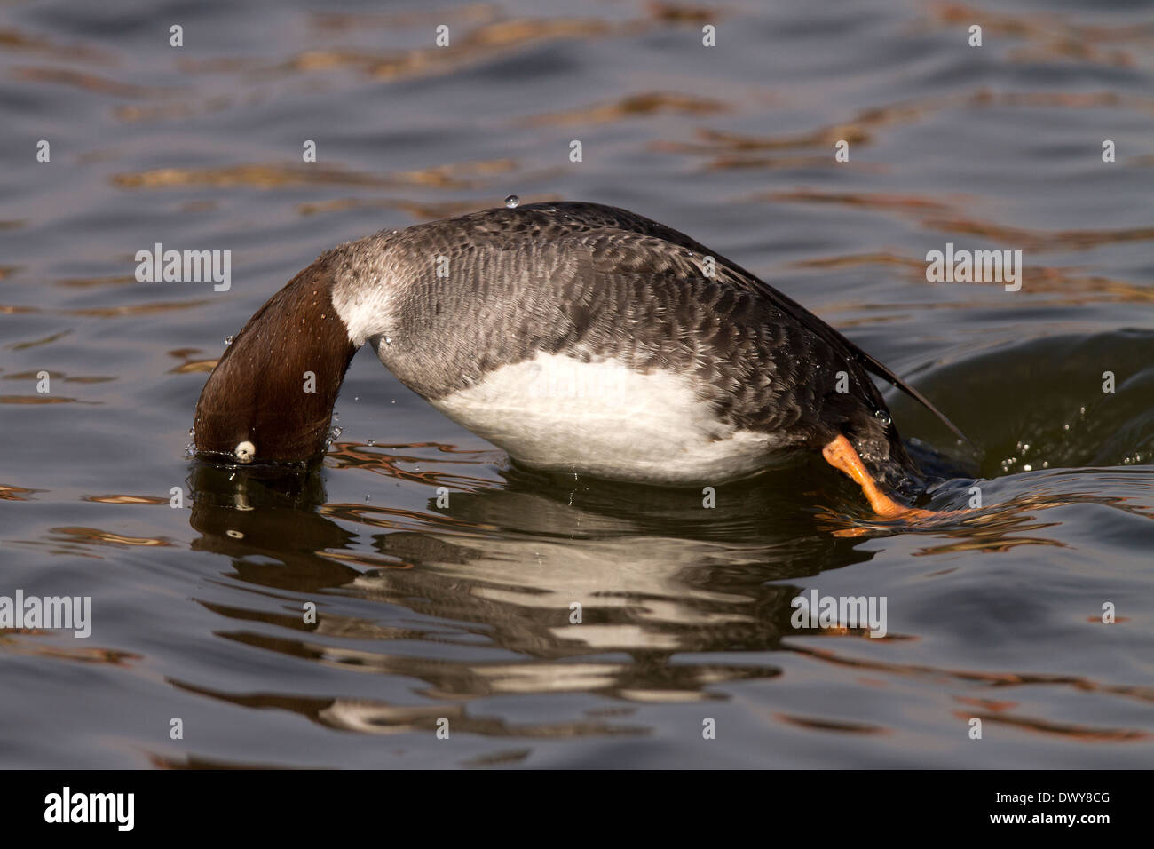 Islande, Bucephala clangula plongée femelle Banque D'Images