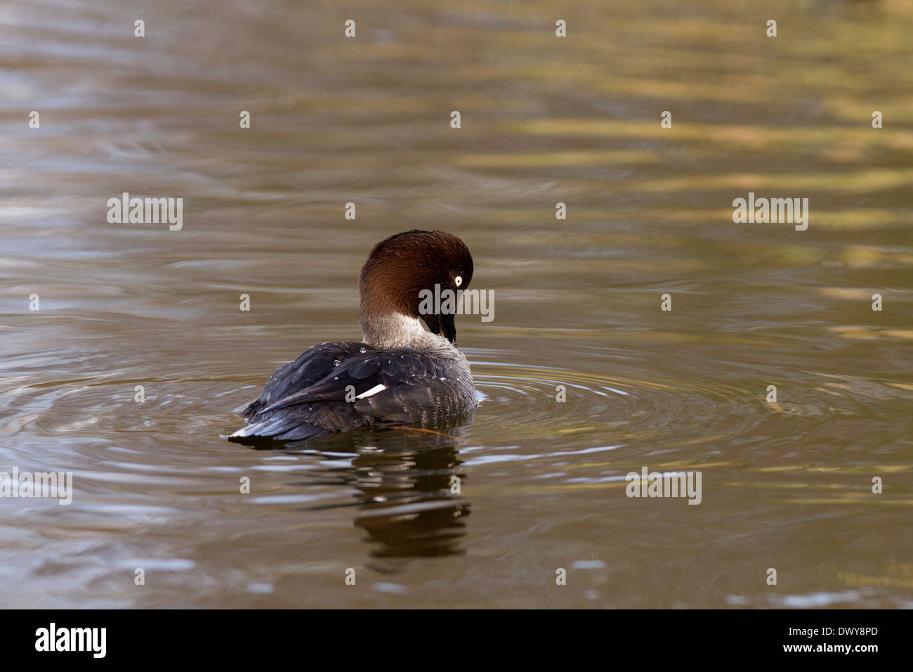 Islande, Bucephala clangula lissage femelle Banque D'Images