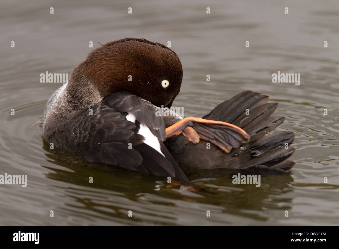Islande, Bucephala clangula lissage femelle Banque D'Images