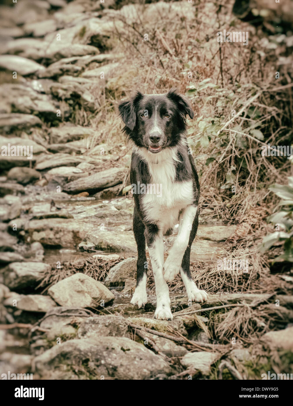 Border Collie est en marche le long d'un ruisseau jonché de roches vers l'appareil photo Banque D'Images