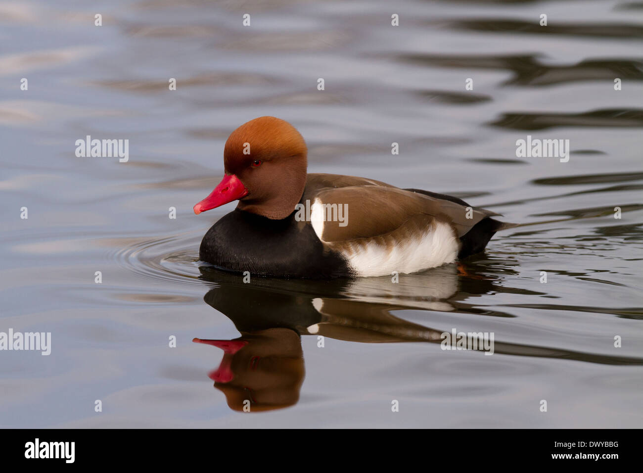 Red crested Pochard, Netta rufina natation Banque D'Images