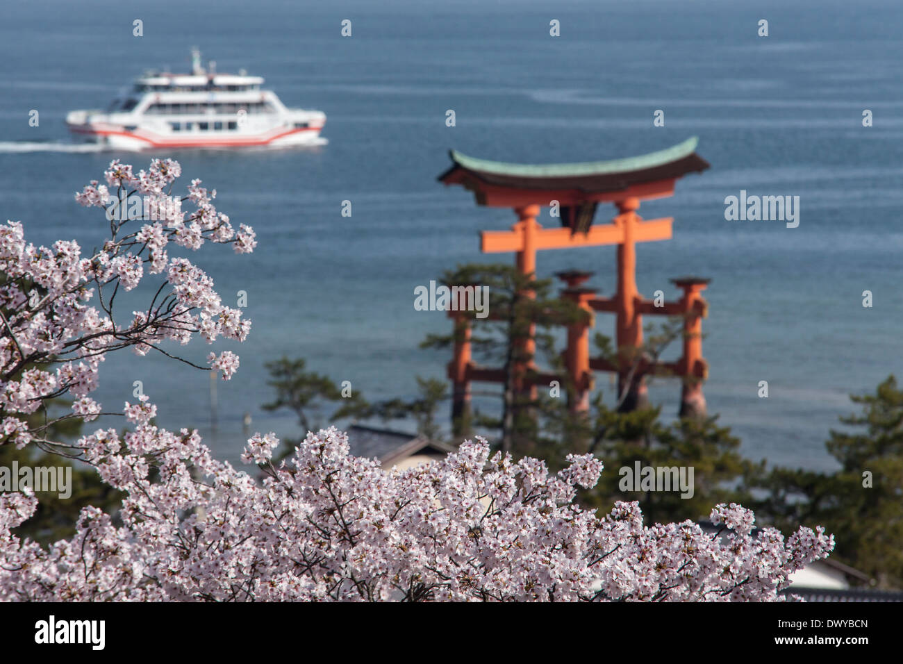 Torii du sanctuaire d'Itsukushima et fleurs de cerisier, Hatsukaichi, Préfecture de Hiroshima, Japon Banque D'Images