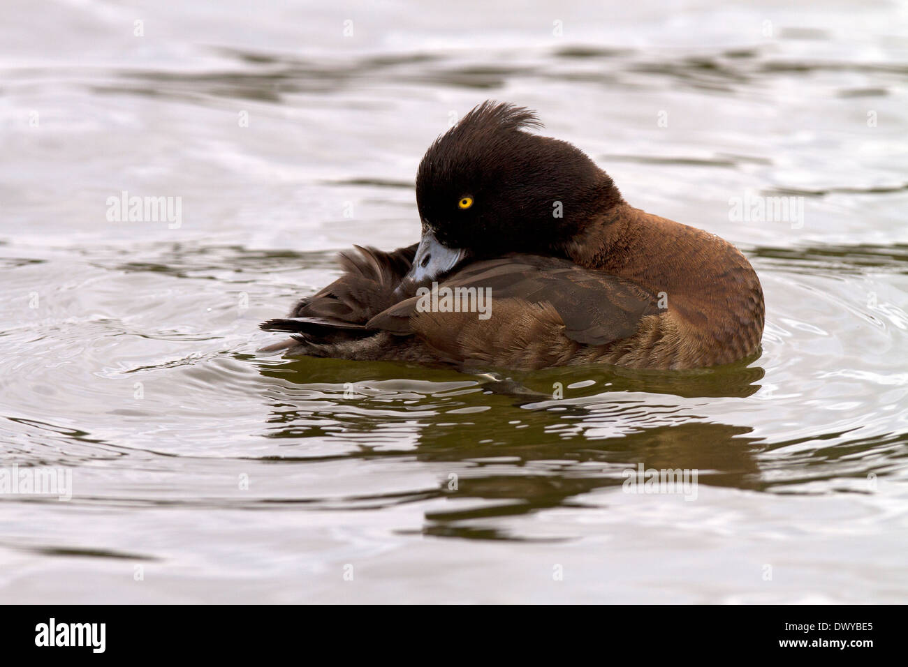 Fuligule morillon Aythya fuligula, lissage femelle Banque D'Images