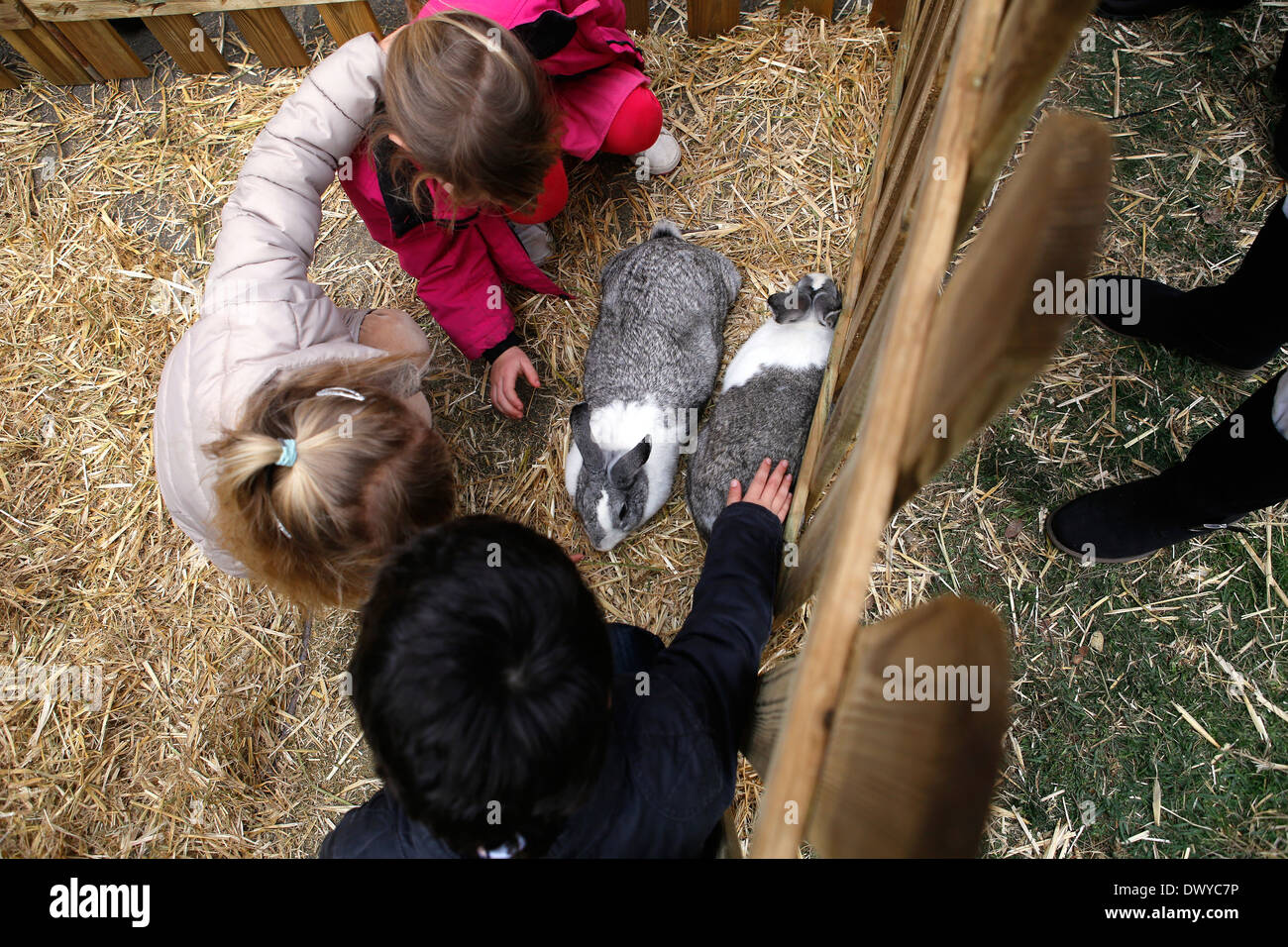 Lapin à sa pièce jointe sur une foire locale dans l'île espagnole de Majorque Banque D'Images