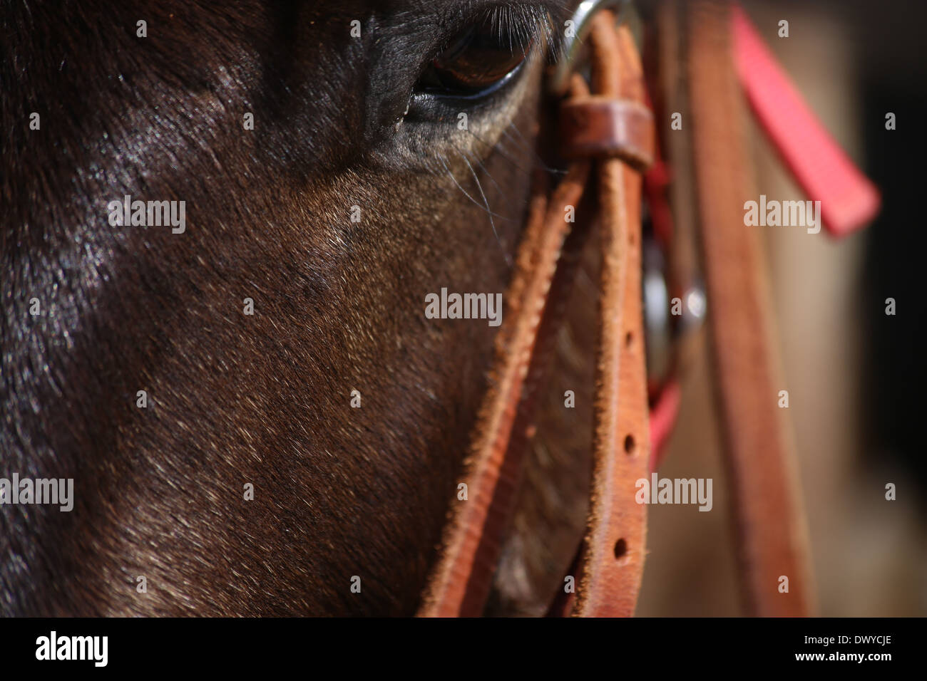 Et la patte de cheval Banque D'Images