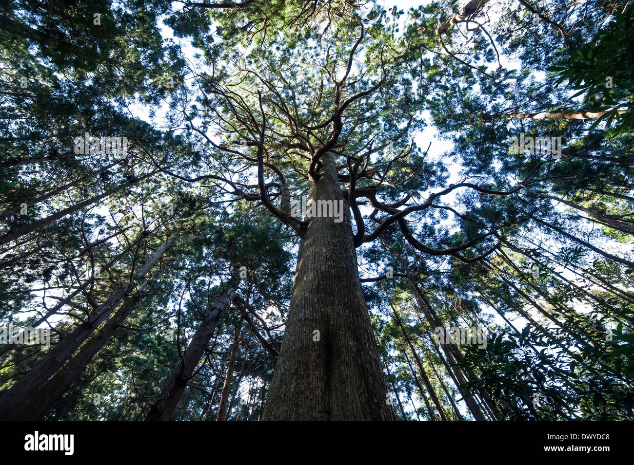 Avis de recherche à travers un arbre géant dans la région de Kumano Kodo, Higashimuro gun, préfecture de Wakayama, Japon Banque D'Images