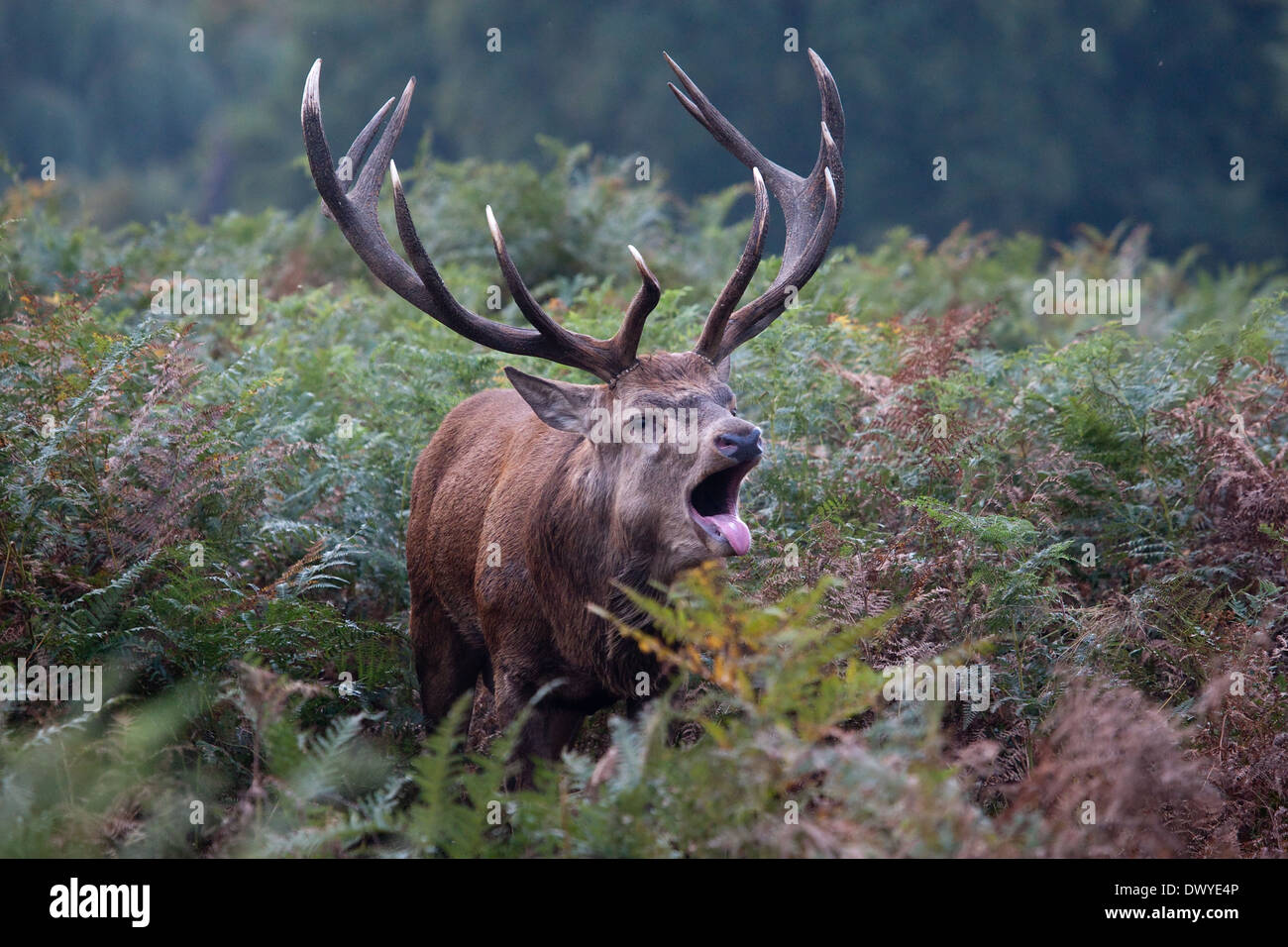 Red Deer stag durant la saison du rut Banque D'Images