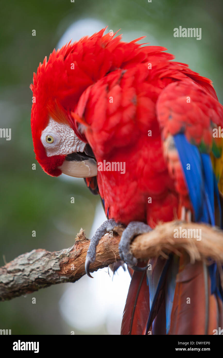 Un green winged macaw est vue à Alligator Farm Zoological Park à Saint Augustine, Floride Banque D'Images