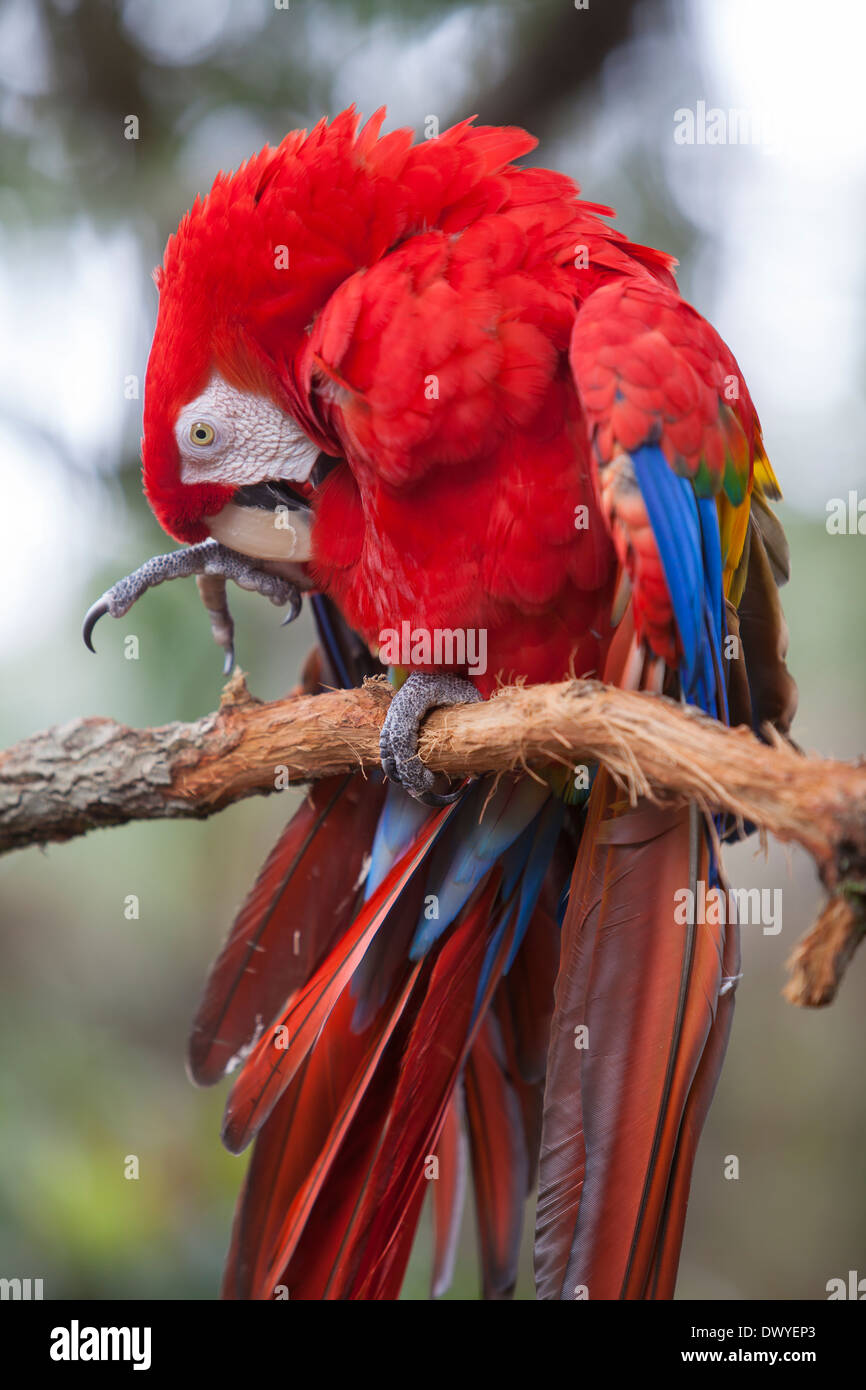 Un green winged macaw est vue à Alligator Farm Zoological Park à Saint Augustine, Floride Banque D'Images