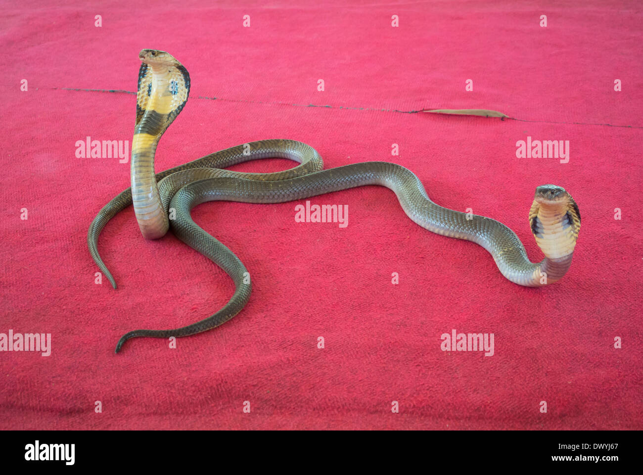 La Thaïlande, deux cobras sur tapis rouge Photo Stock - Alamy