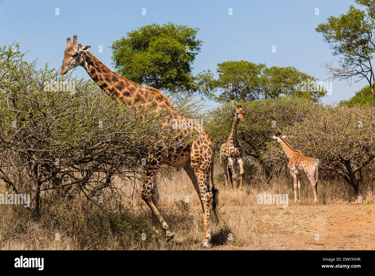 Les Girafes animaux entre les arbres dans le parc safari de la faune Banque D'Images