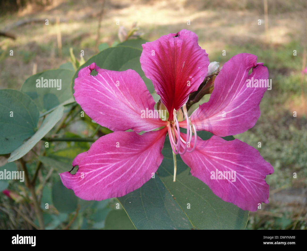 Fleur d'Orchid Tree, Varigated Bauhinia, Bauhinia variegata Banque D'Images