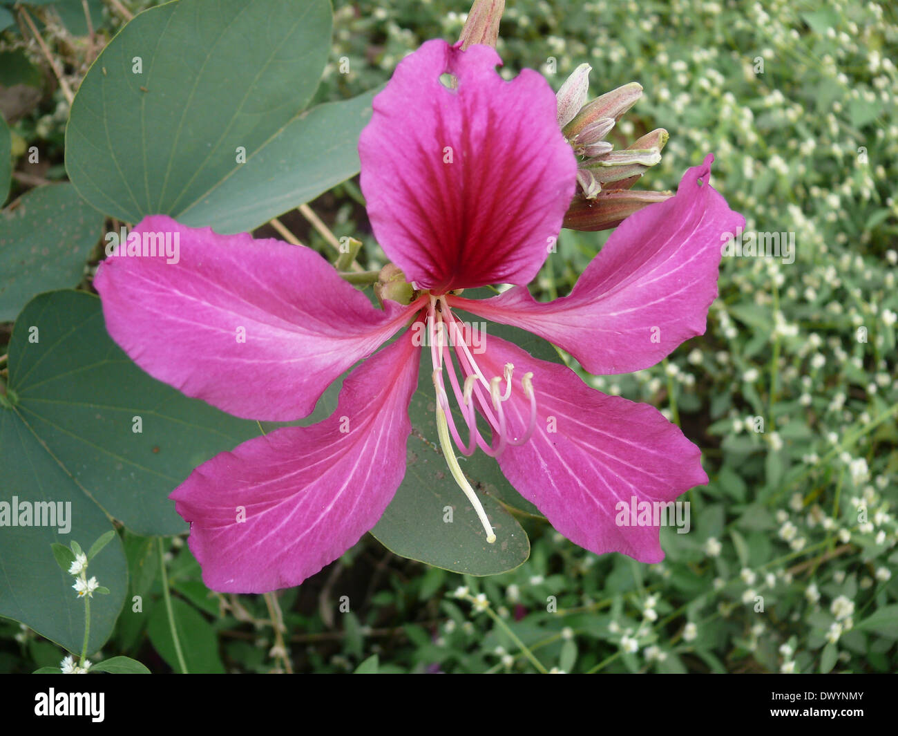 Fleur d'Orchid Tree, Varigated Bauhinia, Bauhinia variegata Banque D'Images