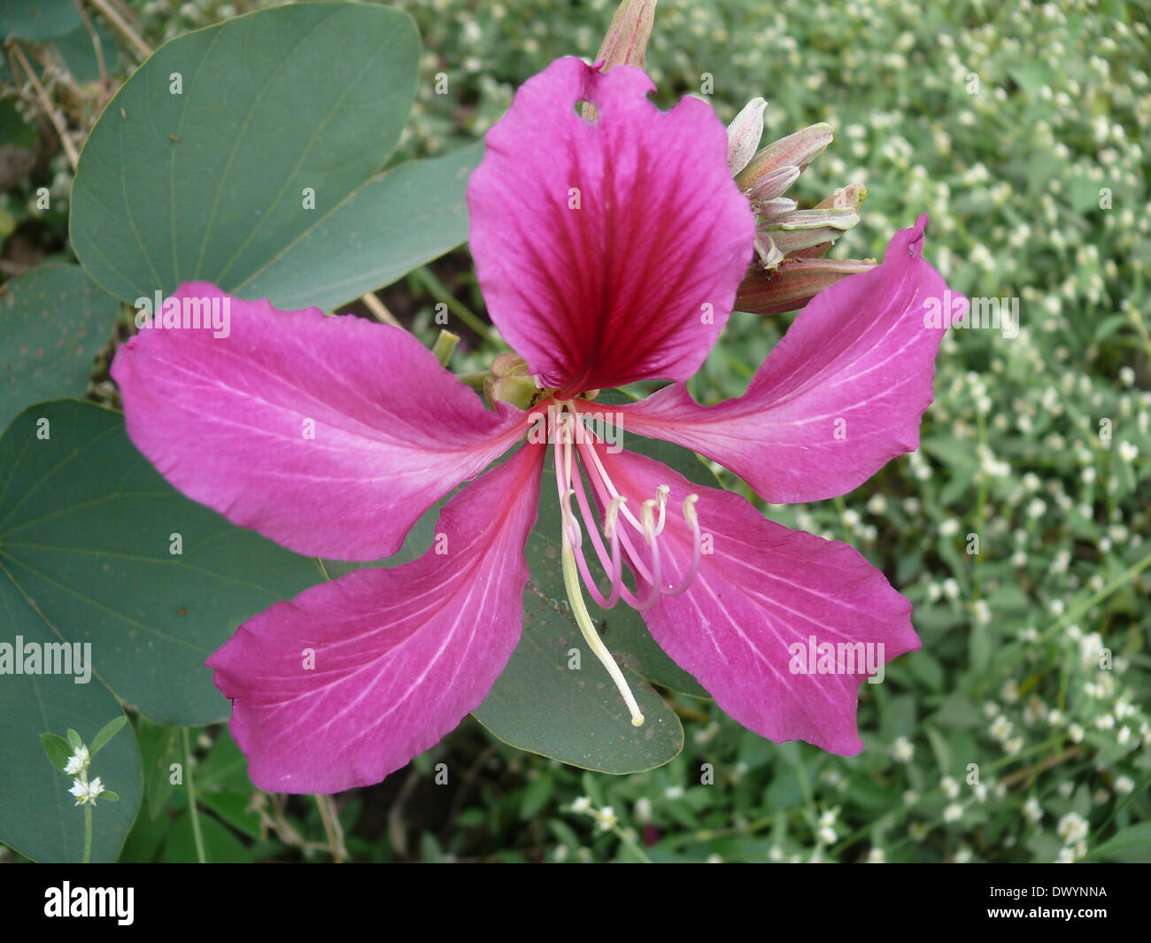 Fleur d'Orchid Tree, Varigated Bauhinia, Bauhinia variegata Banque D'Images