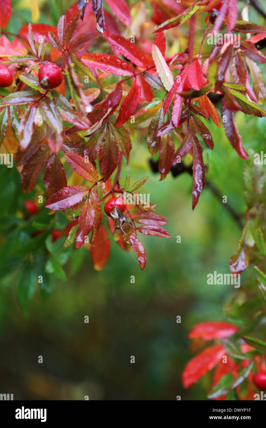 Bush décoratif après la pluie en automne Banque D'Images