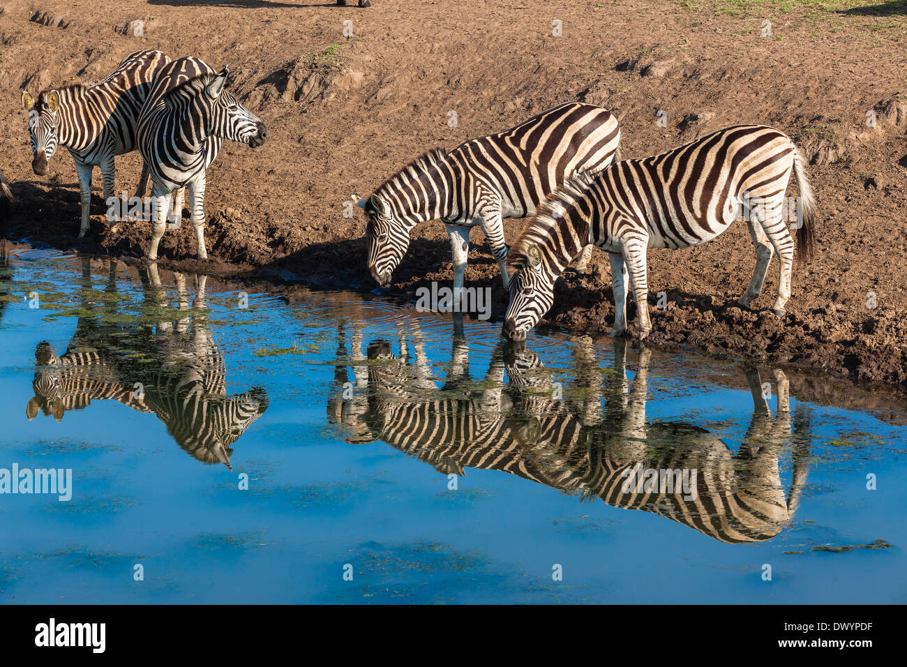 Point d'eau potable les zèbres avec réflexions de miroir au Wildlife park. Banque D'Images