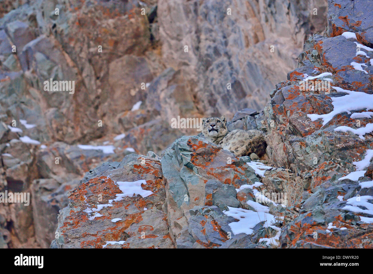 Snow Leopard (Panthera uncia Uncia uncia) ou reposant sur un rocher couvert de lichens dans Hemis national park, Ladakh, Inde Banque D'Images