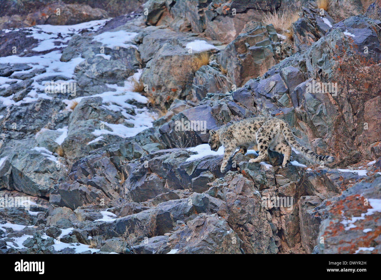 Snow Leopard (Panthera uncia Uncia uncia) ou marcher sur les pentes rocheuses dans Hemis national park, Ladakh, Inde Banque D'Images