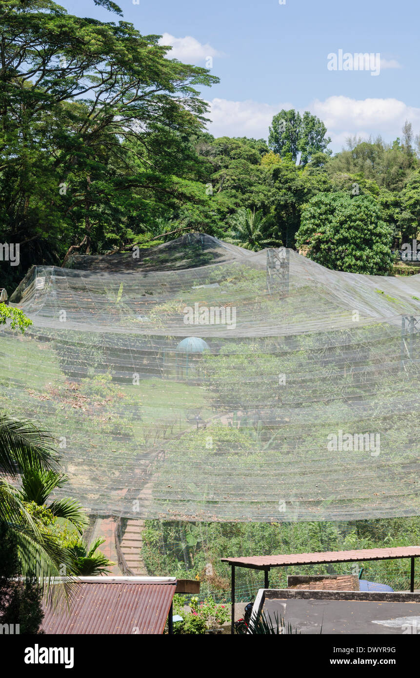 La création d'un filet d'oiseaux le plus grand vol libre en volière-pied au Parc des Oiseaux de Kuala Lumpur, Kuala Lumpur, Malaisie Banque D'Images
