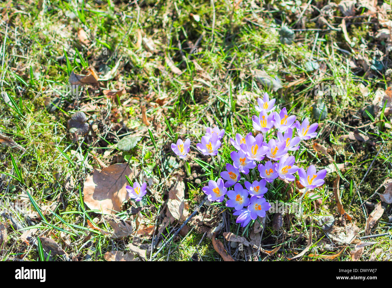 Crocus printemps floweres sur l'herbe avec copie-espace libre Banque D'Images