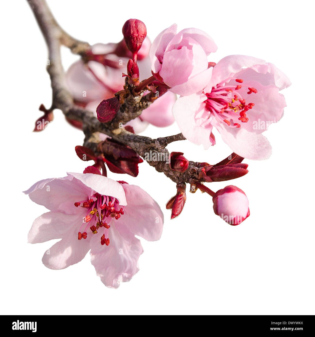 Branche de prunier au printemps et les bourgeons à fleurs roses isolated on white Banque D'Images
