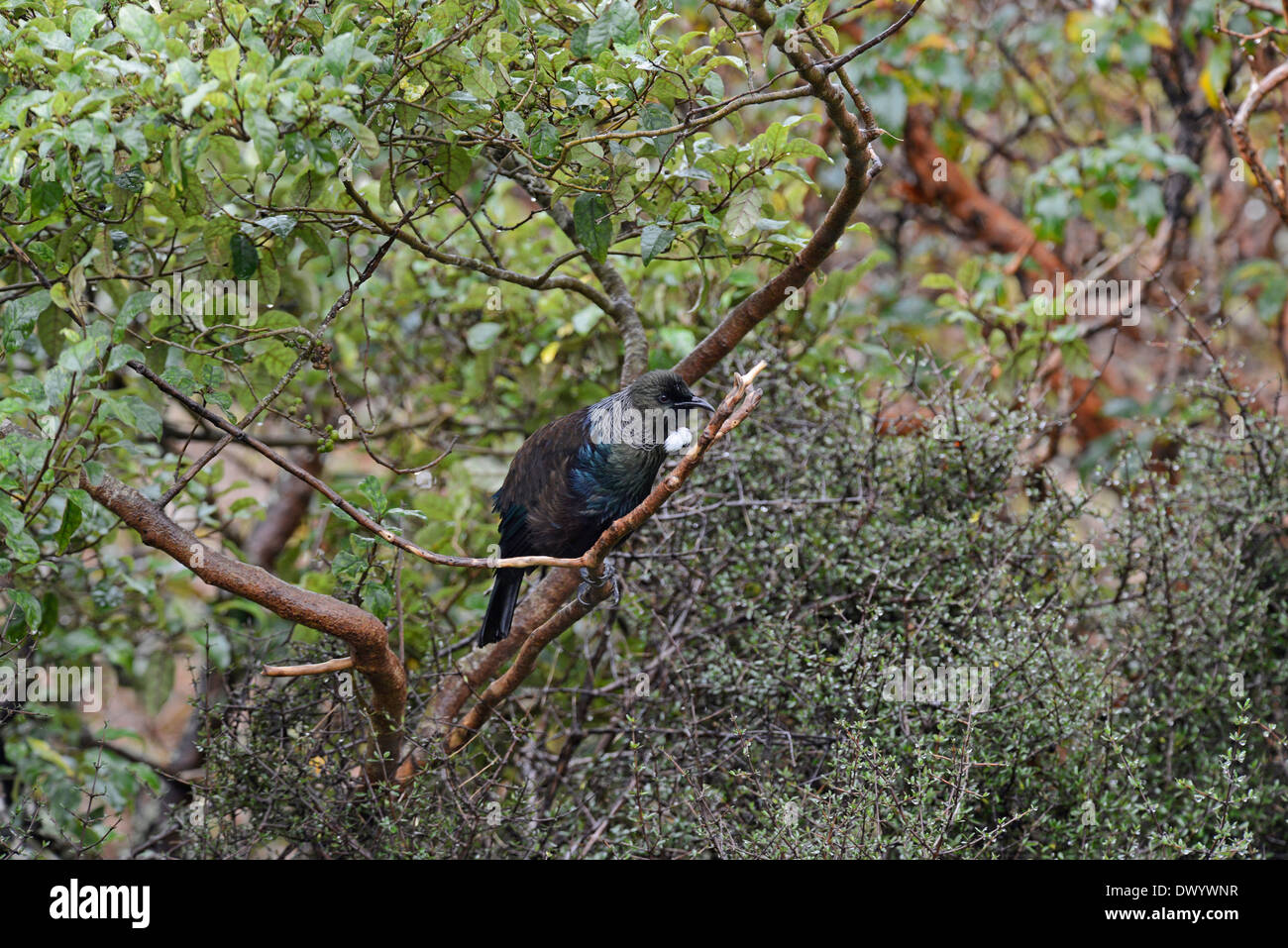 Tui (Prosthemadera novaeseelandiae), une espèce endémique de Nouvelle-Zélande. Il est également connu sous le nom de Parson oiseau. Banque D'Images