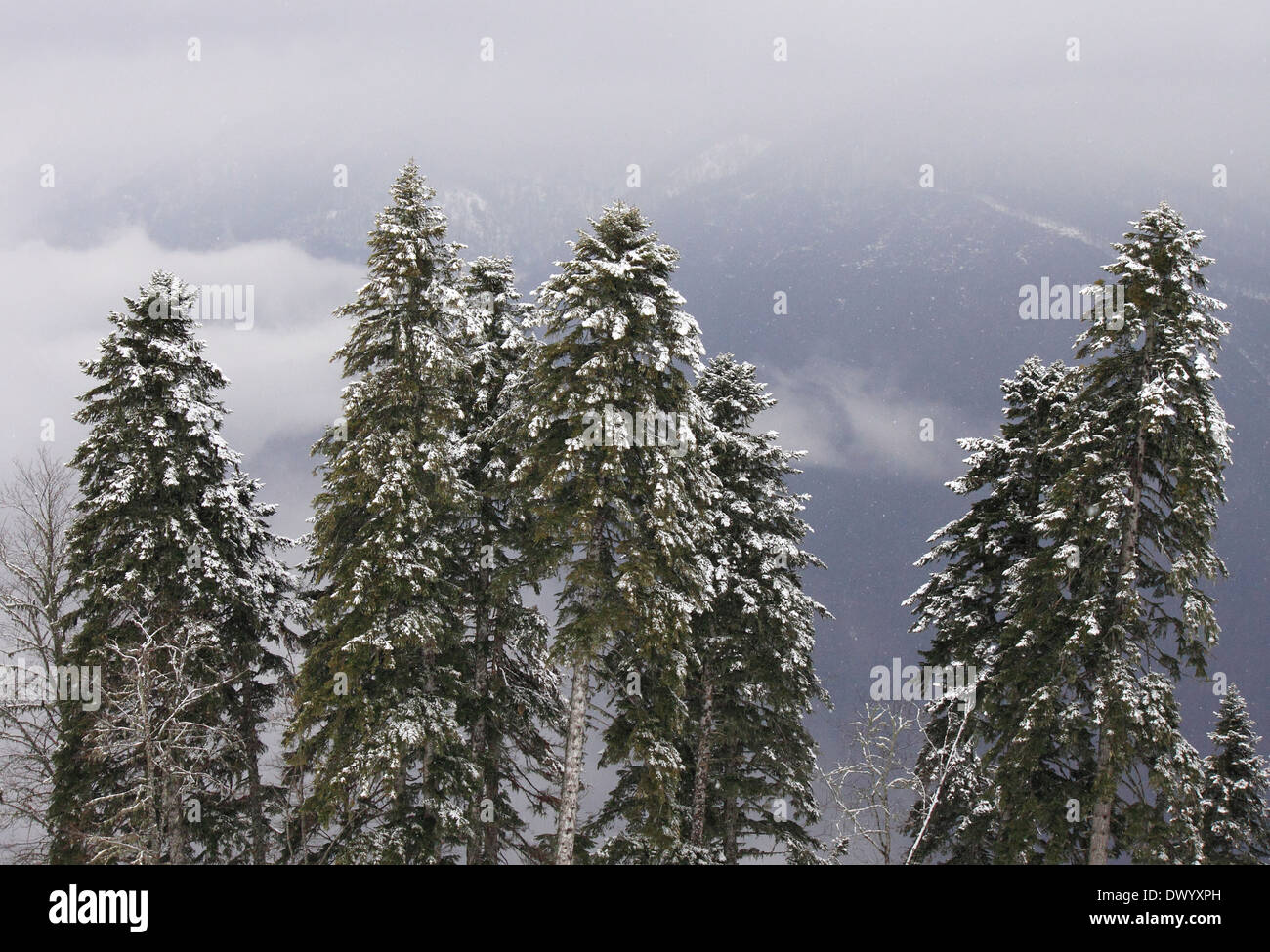 Pins dans les montagnes du Caucase à l'hiver Banque D'Images