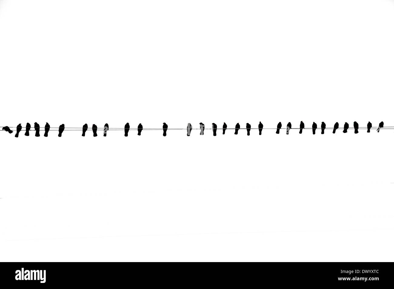 oiseau Banque D'Images