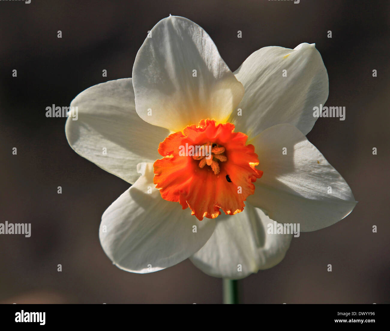 Un seul blanc et orange dans la jonquille soleil du printemps Banque D'Images