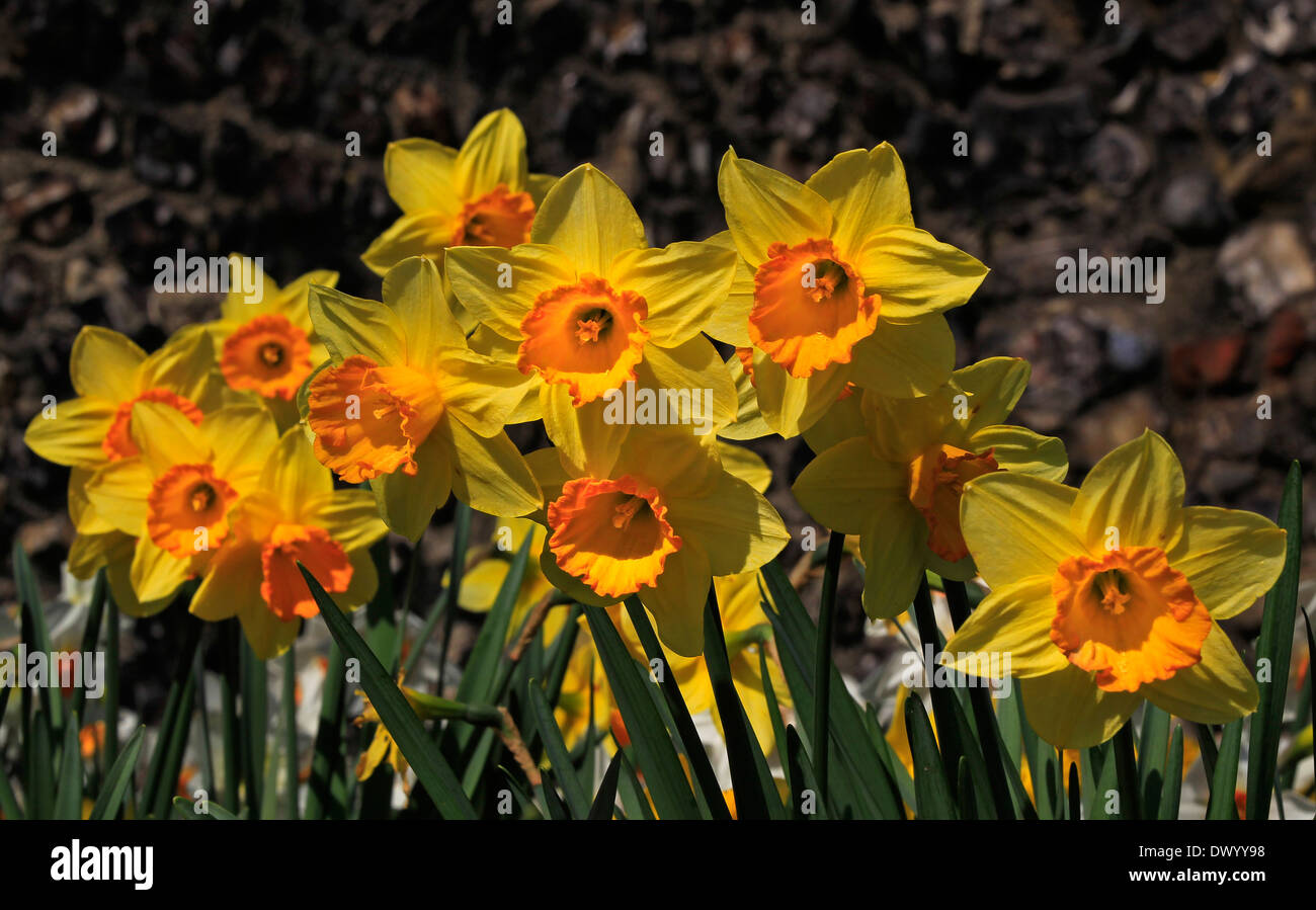 Les jonquilles dans soleil du printemps Banque D'Images