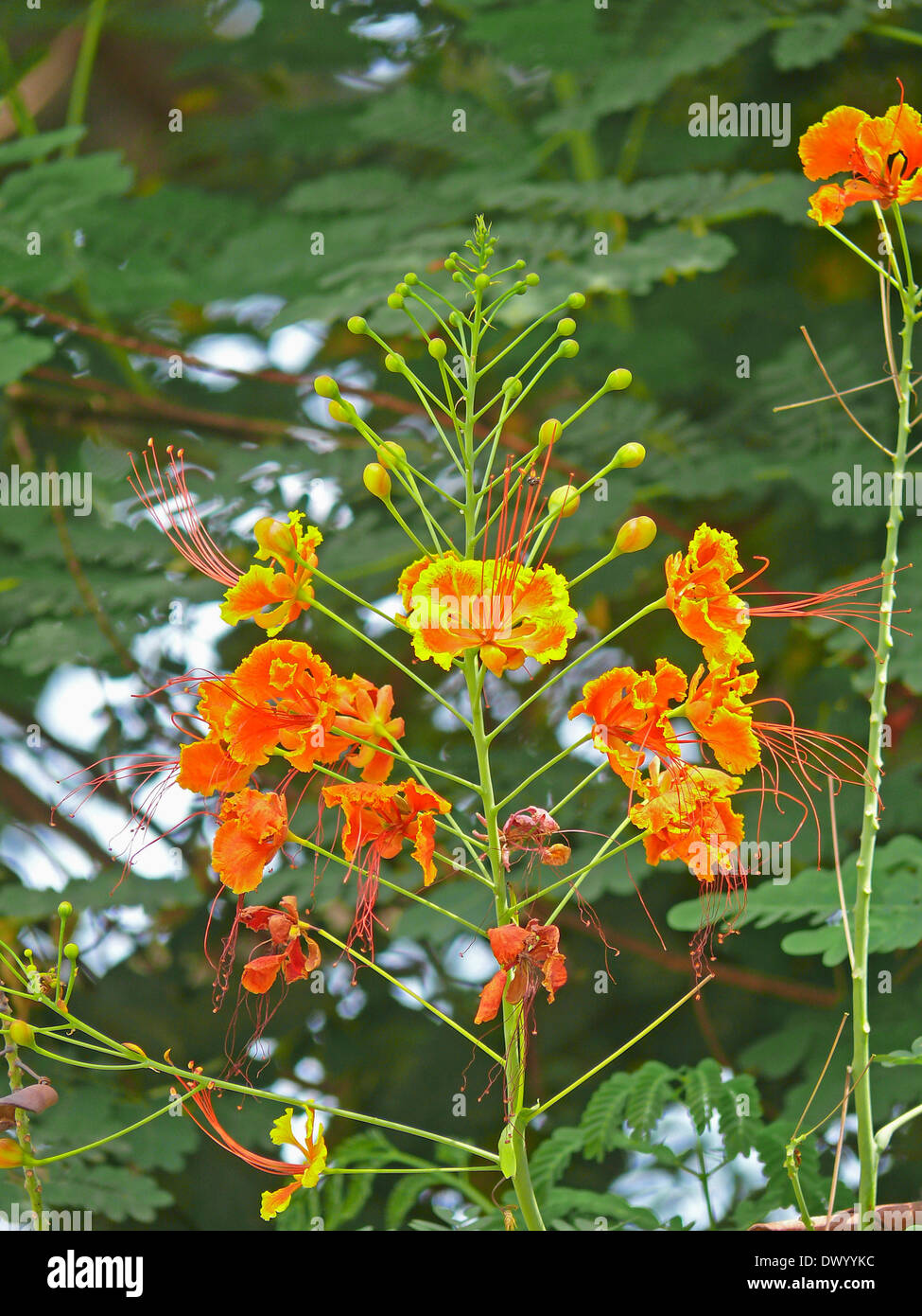 Caesalpinia pulcherrima, Poinciana, Peacock, fleur rouge, Poinciana Nain Oiseau du Paradis Banque D'Images