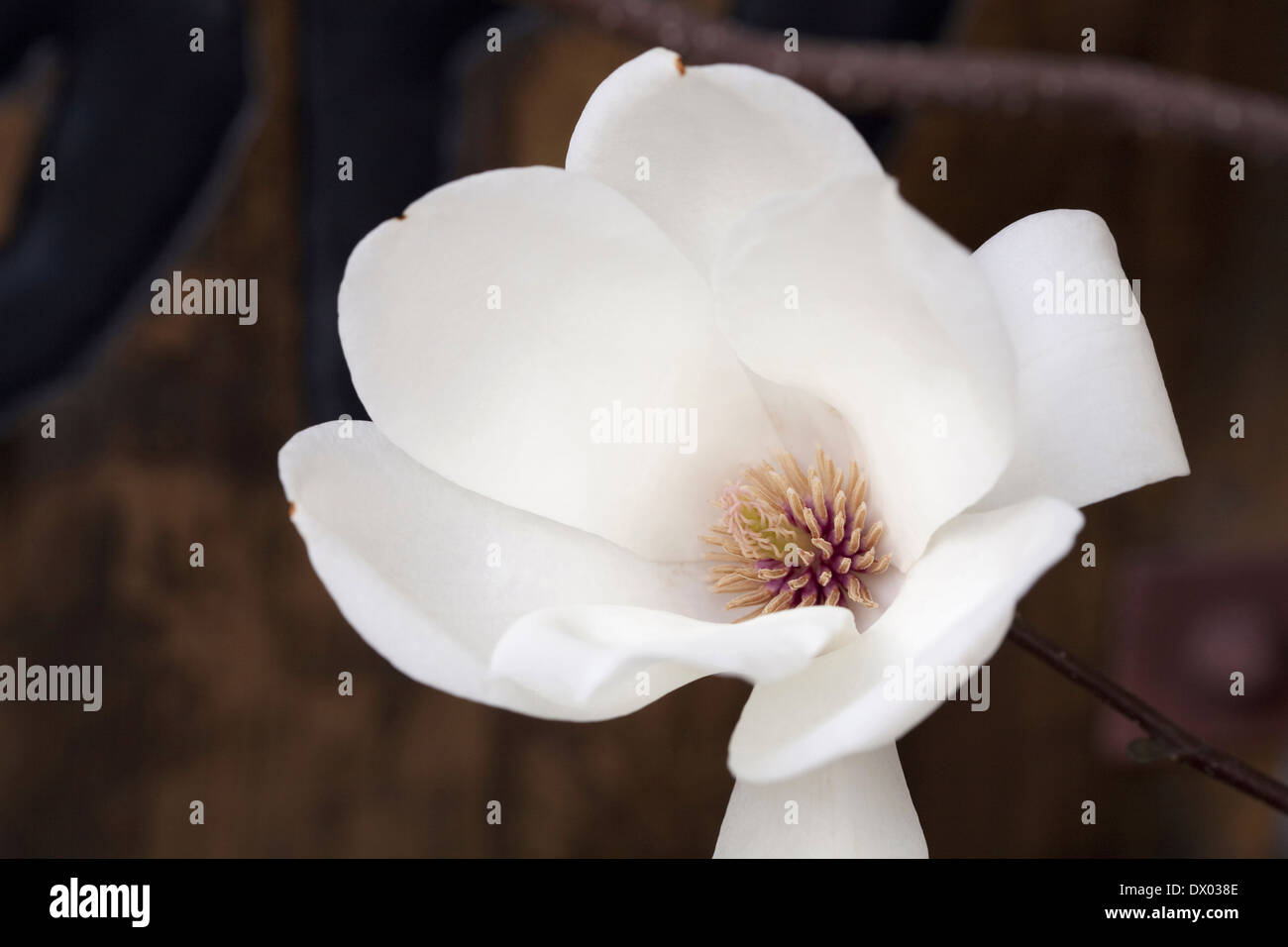 Close up of magnolia flower Banque D'Images